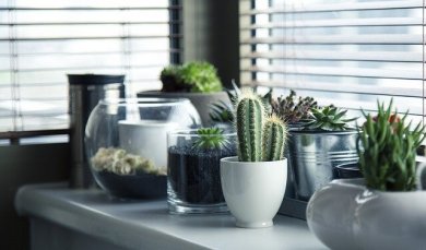 5 ideias para plantar seus cactos de forma diferente