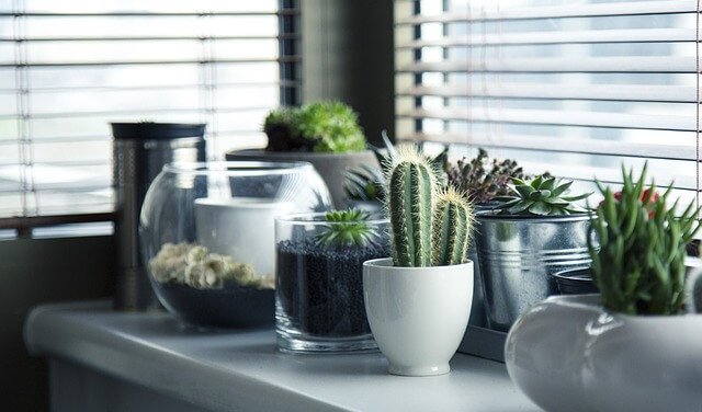 5 ideias para plantar seus cactos de forma diferente