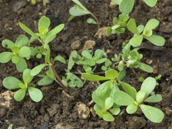 Beldroega: 10 propriedades desta planta medicinal