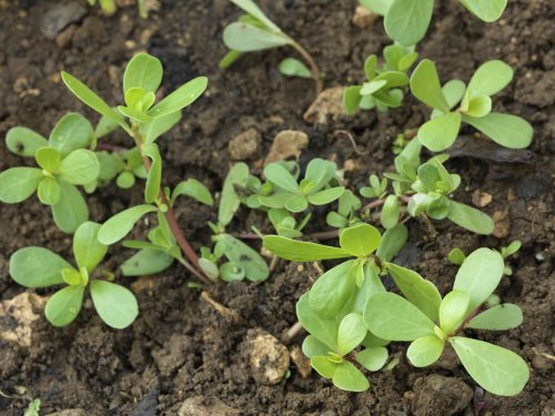 Beldroega: 10 propriedades desta planta medicinal