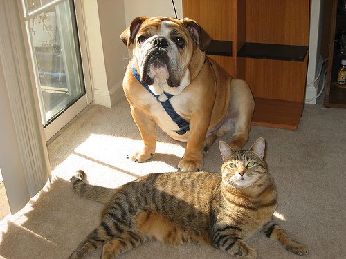 Animais de estimação na sala de casa