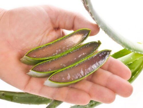 Aloe Vera é um remédio natural para hidratar a sua pele