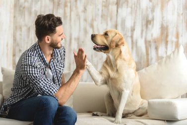 Benefícios de ter um animal de estimação em casa