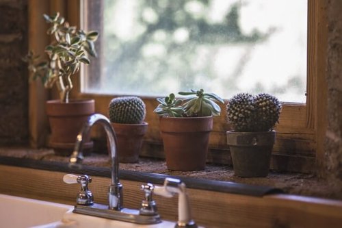 Plantar cactos em casa deixa o lar mais original