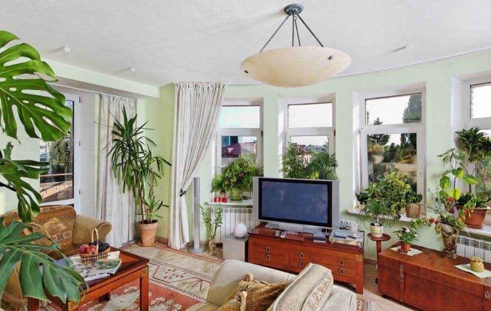 Aprenda a decorar seus espaços com plantas Aprenda a decorar seus espaços com plantas