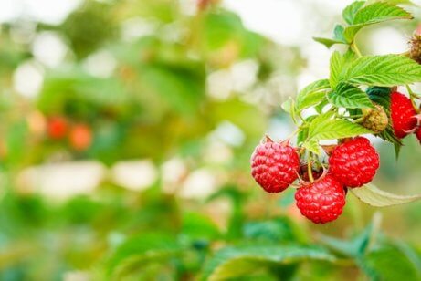 Frutas silvestres