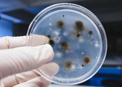Fungos analisados em laboratório