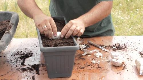 Como cultivar alho em casa