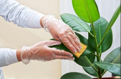 Como limpar as folhas das plantas em casa?