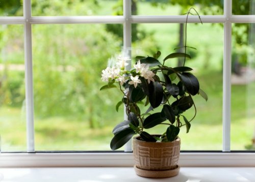 Benefícios de ter plantas em casa