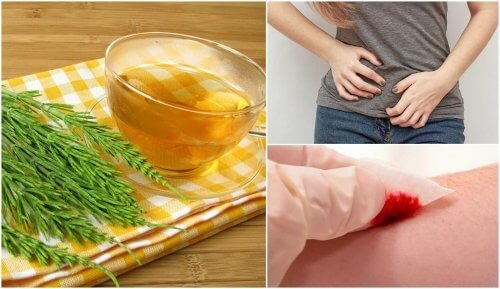 Propriedades da cavalinha para a saúde