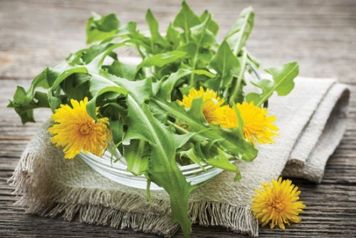 Remédio natural de dente de leão