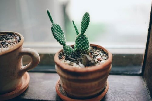 Cactos plantados em vasos pequenos