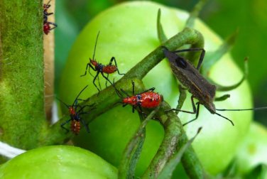5 venenos para exterminar as pragas