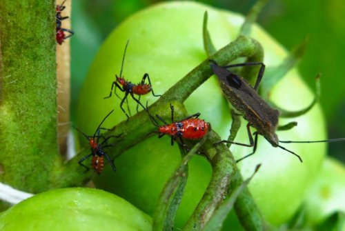 5 venenos para exterminar as pragas