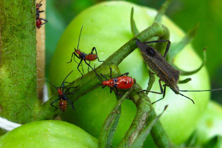 5 venenos para exterminar as pragas 5 venenos para exterminar as pragas
