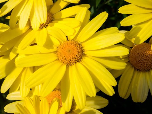 Flor da arnica