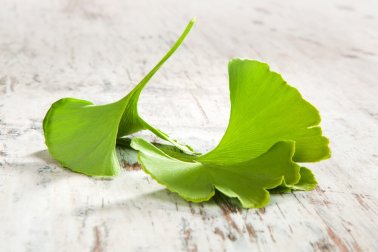 Como preparar 4 remédios com ginkgo biloba