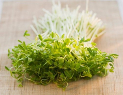 Alfafa serve para combater as estrias na pele