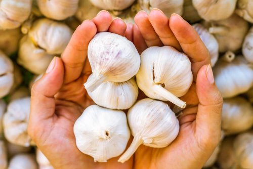 Cabeças de alho-fungos no couro cabeludo