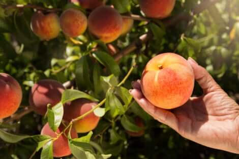 Árvores que dão frutos