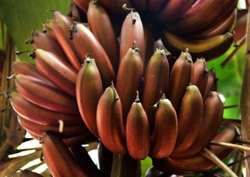 Banana vermelha: 3 receitas deliciosas com esse ingrediente