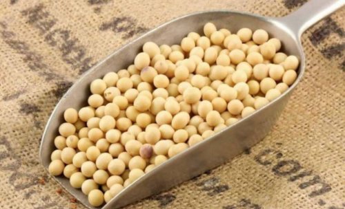 Soja para preparar deliciosas receitas