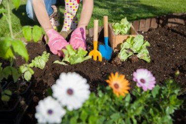 7 maneiras de usar o vinagre no jardim