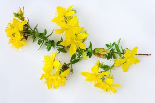 6 benefícios da erva de São João