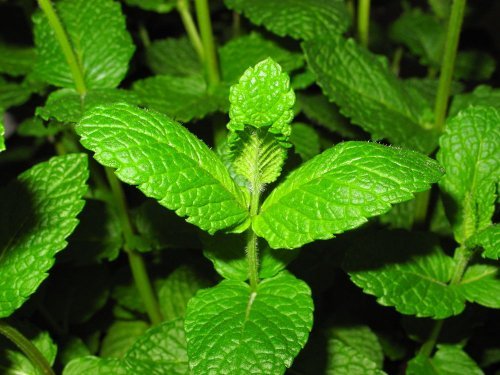 Plantas medicinais contra as flatulências