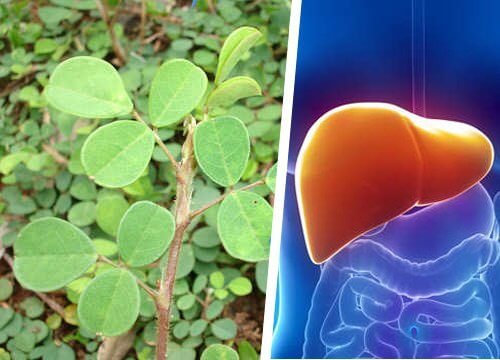 Conheça a planta que ajuda o fígado a se regenerar