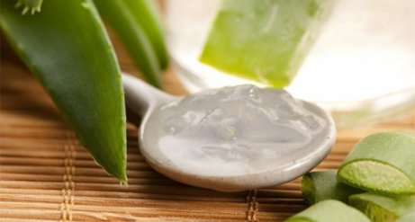 Aloe vera