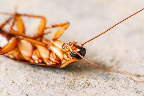 Barata morta