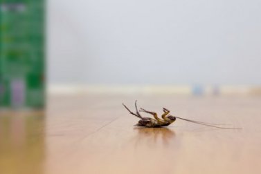 5 truques para repelir baratas sem usar inseticidas