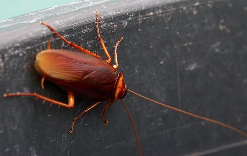 Barata