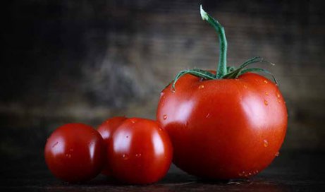 Tomates servem como lanche