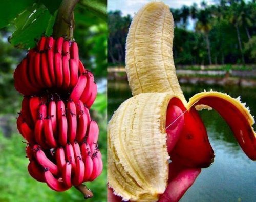 Banana vermelha descascada