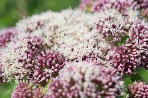 5 remédios com valeriana para curar a insônia