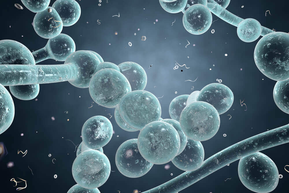 Cândida: soluções naturais para aliviar os sintomas Cândida: soluções naturais para aliviar os sintomas
