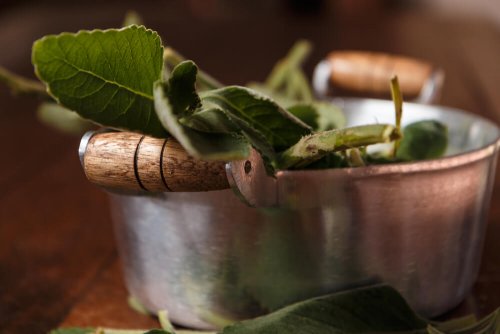 Como preparar uma infusão de boldo para proteger o fígado