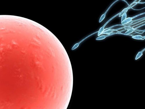 O bom funcionamento do ciclo da ovulação favorece a fecundação