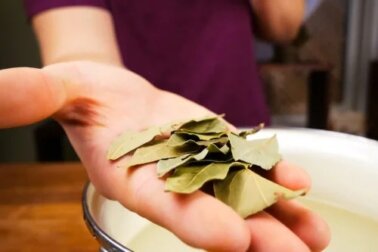 Como fazer remédios com louro para melhorar a sua saúde respiratória