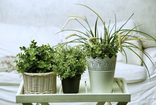 Plantas no quarto