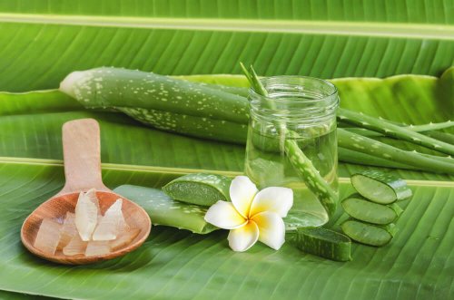 Não perca as propriedades que a aloe vera tem para a sua saúde