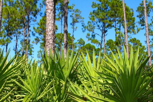 Saw palmetto para a próstata e o trato urinário
