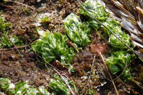 Fertilizante orgânico: algas