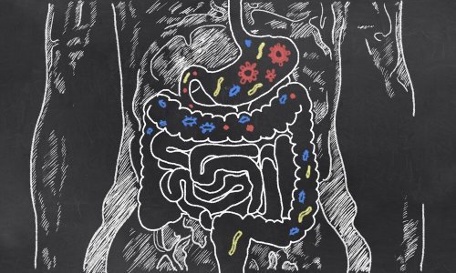 Dieta para a disbiose intestinal
