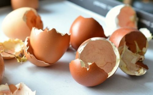 Fertilizante orgânico: casca de ovo