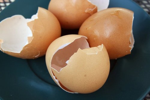Casca de ovo: conheça seus usos em casa