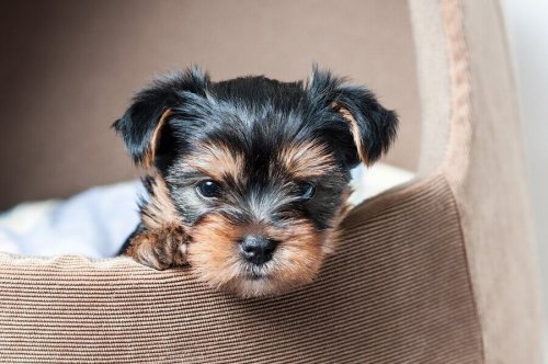 Casinha de cachorro com materiais reciclados